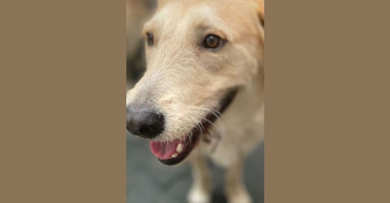 Ozzie, a West Asian Village Dog tested with EmbarkVet.com