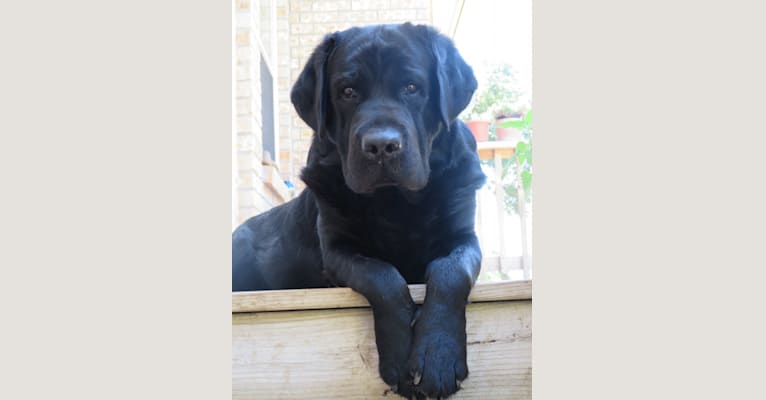 Luke, a Labrador Retriever tested with EmbarkVet.com