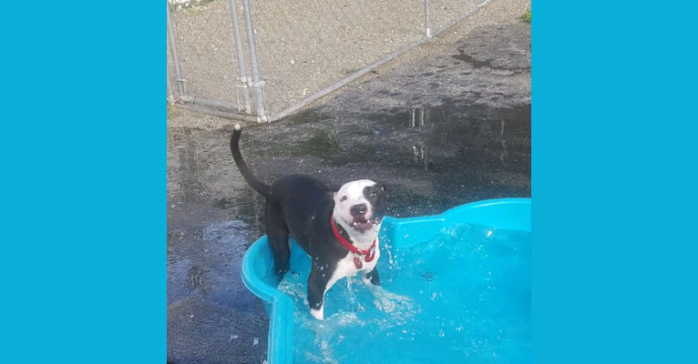 Morgan, an American Pit Bull Terrier and American Staffordshire Terrier mix tested with EmbarkVet.com
