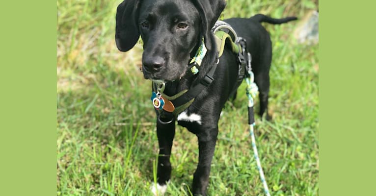 Photo of Huck, a German Shorthaired Pointer, Golden Retriever, and Australian Cattle Dog mix in Louisiana, USA