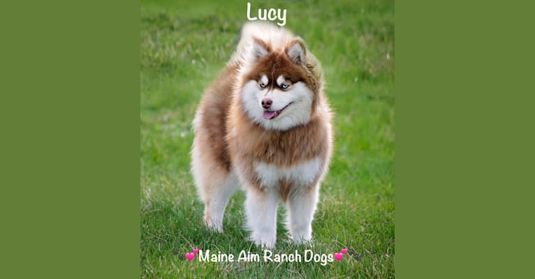 Lucy, a Pomsky tested with EmbarkVet.com