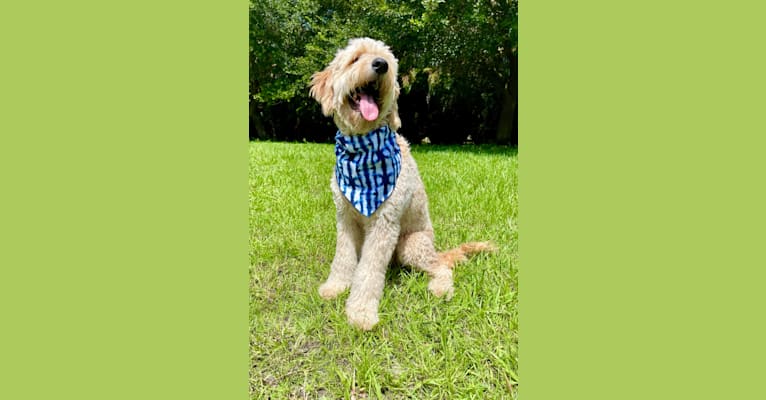 Bubbles, a Goldendoodle tested with EmbarkVet.com