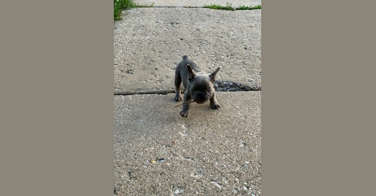 Nardo, a French Bulldog tested with EmbarkVet.com