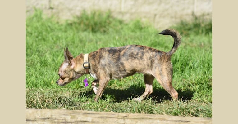 Viola, a Chihuahua tested with EmbarkVet.com