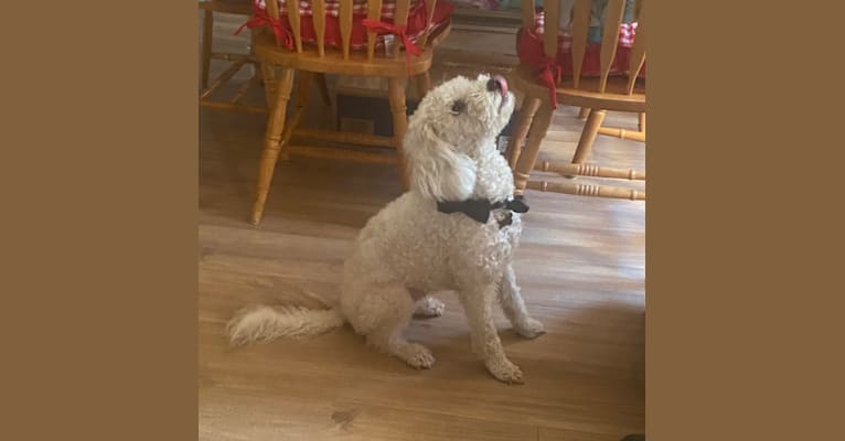 Pax, a Poodle (Small) and Cocker Spaniel mix tested with EmbarkVet.com