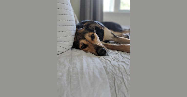 Cali, an Alaskan-type Husky and German Shorthaired Pointer mix tested with EmbarkVet.com