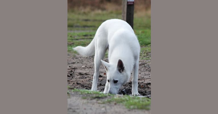Photo of Moekie, a White Shepherd and Siberian Husky mix in Scherpenzeel, The Netherlands