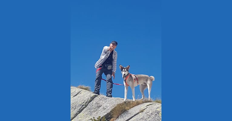 Eno, a Central Asian Village Dog tested with EmbarkVet.com