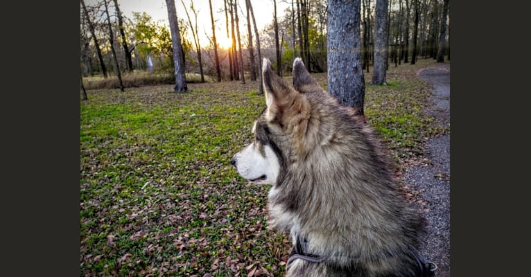 Bodhi, a Siberian Husky and Alaskan Malamute mix tested with EmbarkVet.com