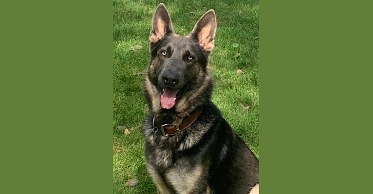 German 2025 shepherd dna