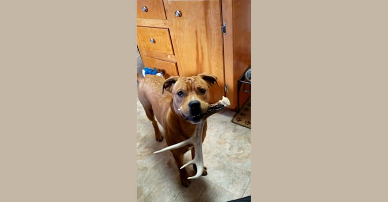 Photo of Ollie, an American Bulldog, Chow Chow, Bulldog, American Staffordshire Terrier, and Mixed mix in Akron, Ohio, USA