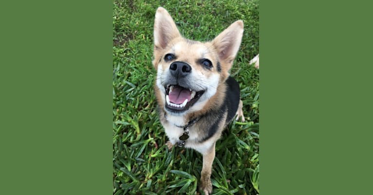 Roo, a Chinese Village Dog and Pekingese mix tested with EmbarkVet.com