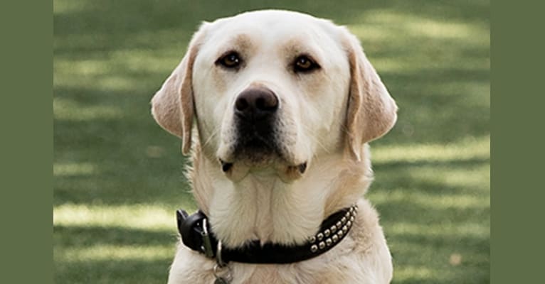 Stofer's Zoli Srain, a Labrador Retriever (5.7% unresolved) tested with EmbarkVet.com