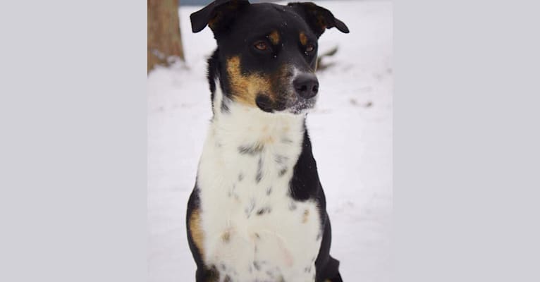 Gypsy, a Siberian Husky and American Pit Bull Terrier mix tested with EmbarkVet.com