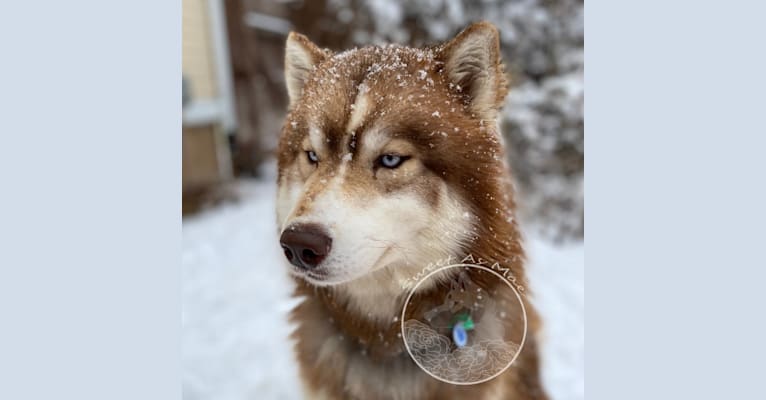 Photo of Emy, a Siberian Husky  in Utah, USA