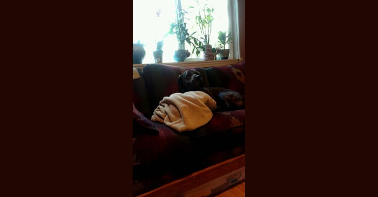 Embark Dog Dna Test Breed