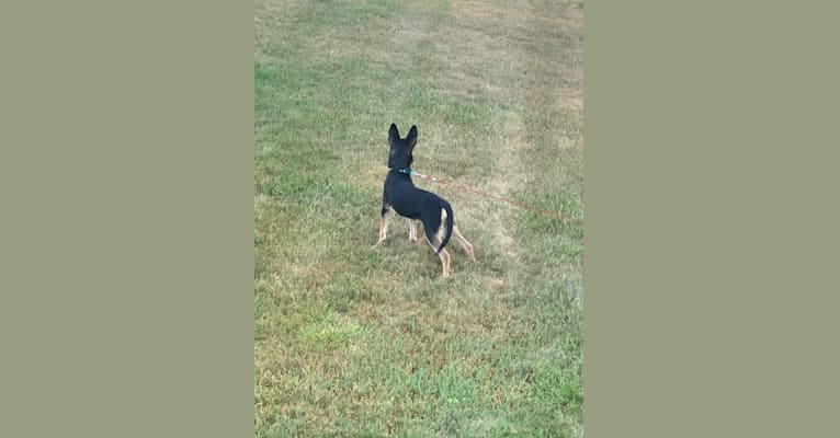 Ace, an Australian Cattle Dog and Siberian Husky mix tested with EmbarkVet.com