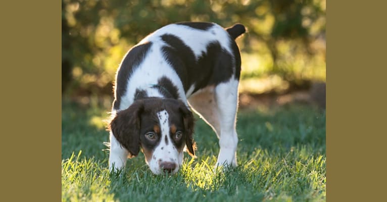 Photo of Cider, a Brittany  in Clarkson, KY, USA