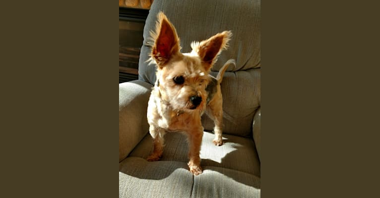 Toby, a Yorkshire Terrier and Chihuahua mix tested with EmbarkVet.com