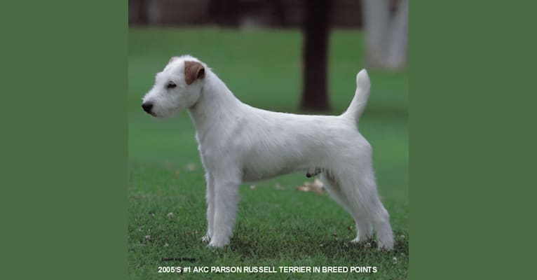 Romeo, a Russell-type Terrier tested with EmbarkVet.com