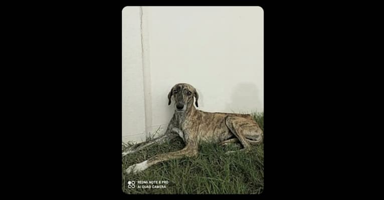 Zahara, an Arabian Village Dog and Saluki mix tested with EmbarkVet.com