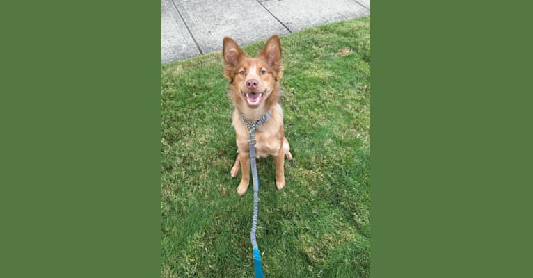 Hunter (2018 test), an Australian Cattle Dog and American Pit Bull Terrier mix tested with EmbarkVet.com