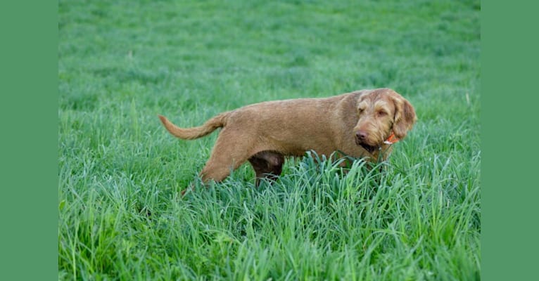 Beacon, a Wirehaired Vizsla tested with EmbarkVet.com