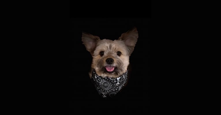 Yoda, a Yorkshire Terrier and Russell-type Terrier mix tested with EmbarkVet.com