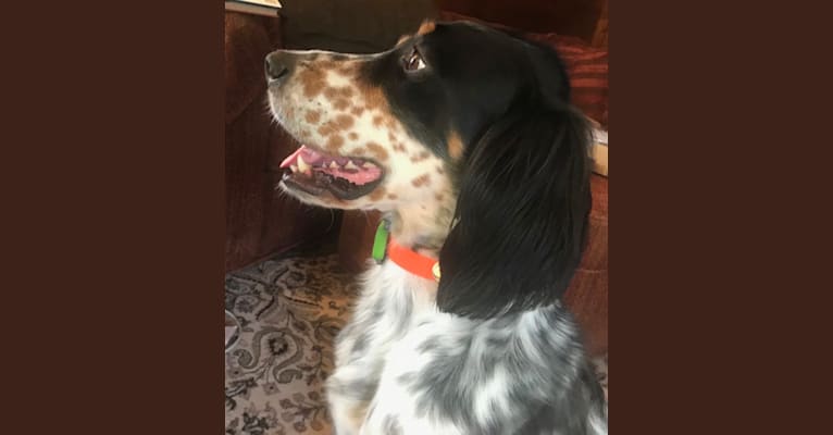 Toby, a Llewellin Setter tested with EmbarkVet.com