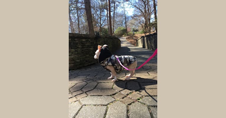 Dante, a Chihuahua and American Pit Bull Terrier mix tested with EmbarkVet.com