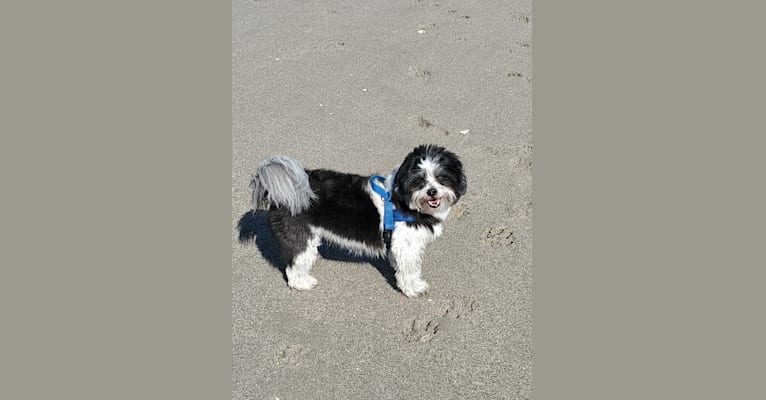 Lord Ardley Worthington, a Shih Tzu and Maltese mix tested with EmbarkVet.com
