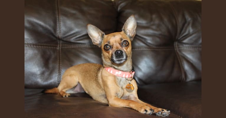 Moose, a Chihuahua and Miniature Pinscher mix tested with EmbarkVet.com