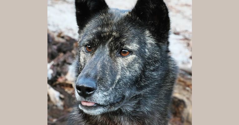 Yuki, a Jindo tested with EmbarkVet.com