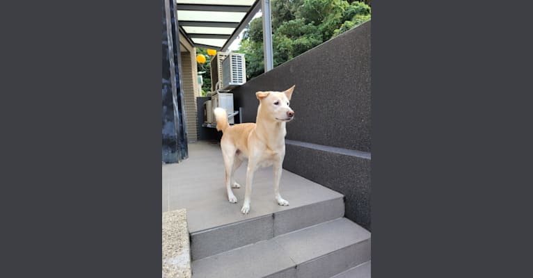 Mantou, a Shiba Inu and Labrador Retriever mix tested with EmbarkVet.com