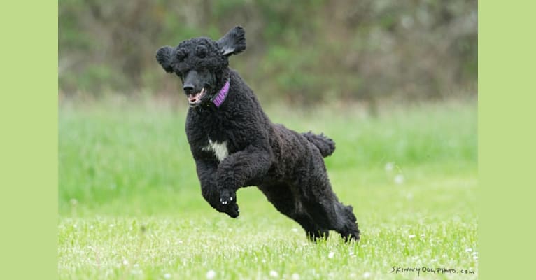 Nika, a Poodle (Standard) tested with EmbarkVet.com