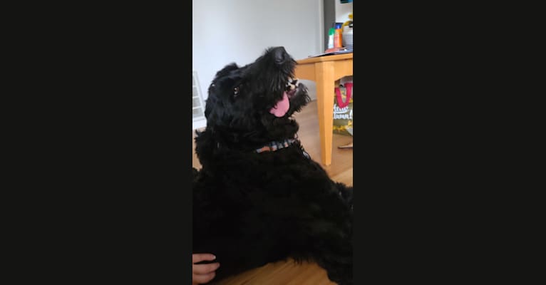 Photo of Raven, a Black Russian Terrier  in Italy