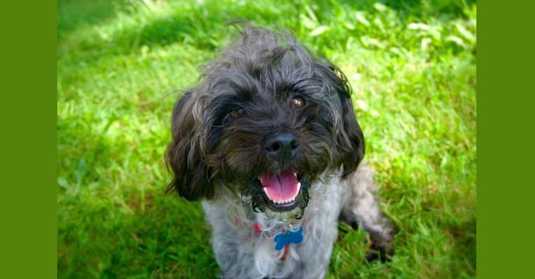 Ashes, a Silky Terrier and Bichon Frise mix tested with EmbarkVet.com