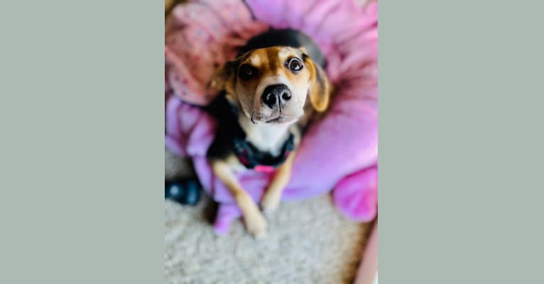 Photo of Star, a Beagle, Chihuahua, German Shepherd Dog, and Mixed mix in Indiana, USA