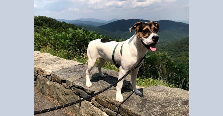 Linus, an American Pit Bull Terrier and Rottweiler mix tested with EmbarkVet.com