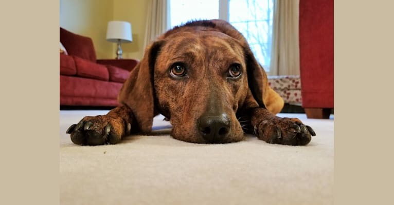 Embark Dog DNA Test Breed