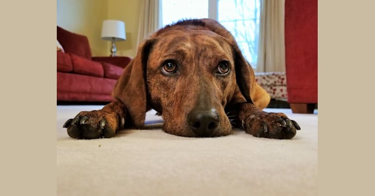 Claire, a Mountain Cur and Redbone Coonhound mix tested with EmbarkVet.com