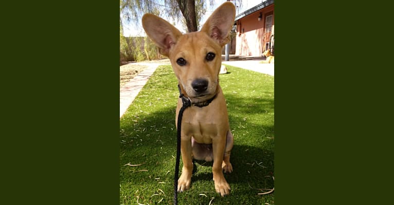 Photo of Bean, a Chow Chow, Chihuahua, and Mixed mix in Tempe, Arizona, USA
