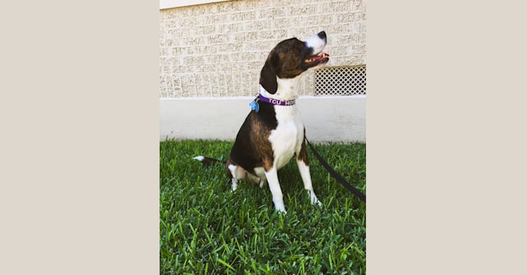 Bailey, a Beagle and American Bully mix tested with EmbarkVet.com