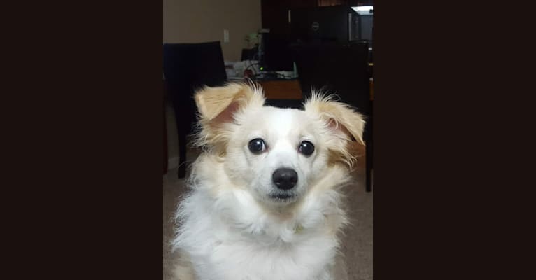 Photo of Mookie, a Chihuahua, Bichon Frise, Miniature/MAS-type Australian Shepherd, and Maltese mix in South Dakota, USA