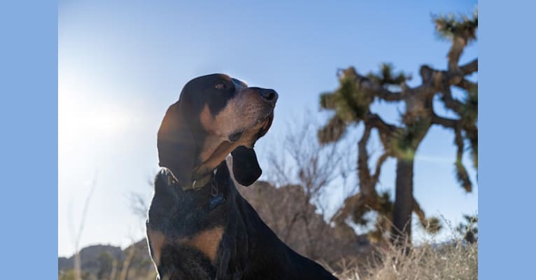 Photo of Atticus, a Bluetick Coonhound  in Denver, Colorado, USA