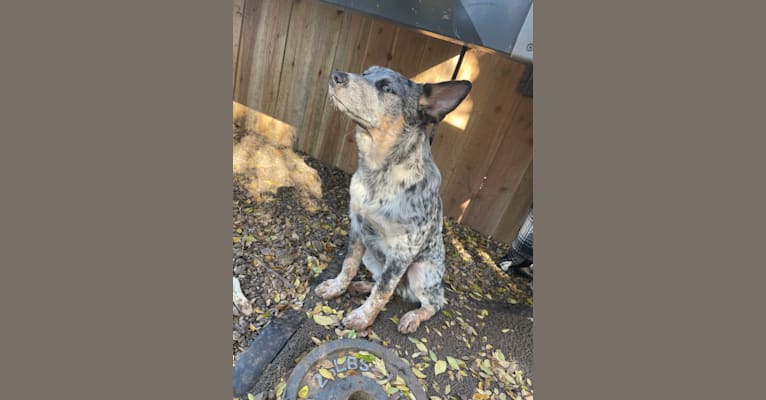 Concho Waylon Willis, an Australian Cattle Dog tested with EmbarkVet.com