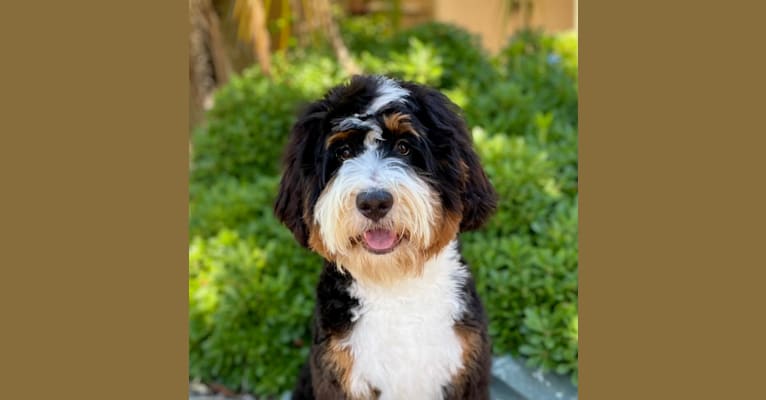 Murphy, a Bernedoodle tested with EmbarkVet.com
