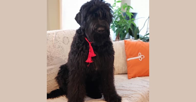 Tank, a Black Russian Terrier tested with EmbarkVet.com