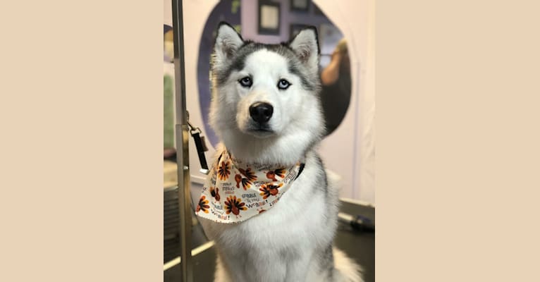 Zaryah, a Siberian Husky tested with EmbarkVet.com