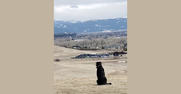 Photo of Rick, a German Shepherd Dog, Great Pyrenees, Labrador Retriever, and Mixed mix in Bozeman, Montana, USA